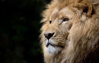 lion-wild-africa-african